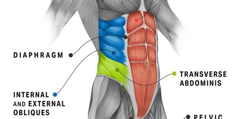 Core Muscles Anatomy