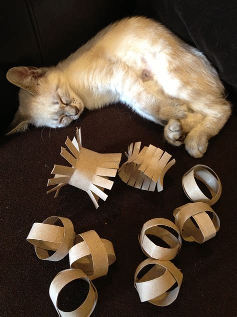 Cat toys made from toilet paper rolls. | Homemade cat toys, Diy pet toys, Cat diy