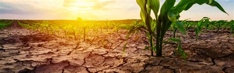 Climate Change And Agriculture: Strategies To Mitigate Risks