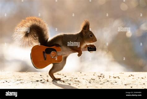 Red squirrel playing with a guitar Stock Photo - Alamy