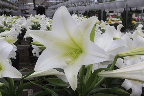 Behind The Tradition: Easter Lilies - Bengert Greenhouses