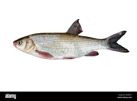 Ide fish Cut Out Stock Images & Pictures - Alamy