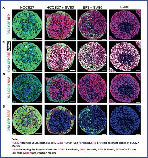 The immunohistochemical and mass cytometry imaging techniques were... | Download Scientific Diagram