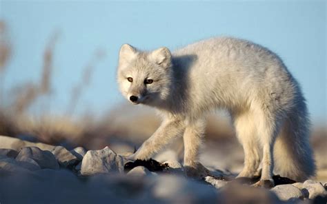 art pictures: Polar Fox Wallpapers