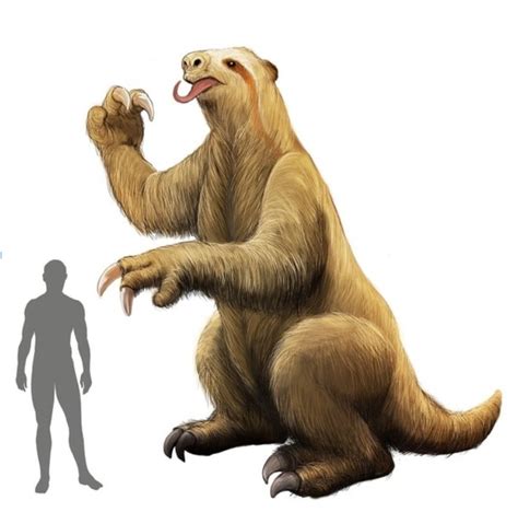 Five-ton giant sloth lived in Costa Rica seven million years ago! | SloCo