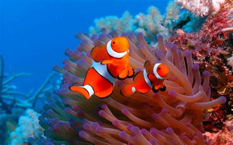 fish, Fishes, Underwater, Ocean, Sea, Sealife, Nature Wallpapers HD / Desktop and Mobile Backgrounds