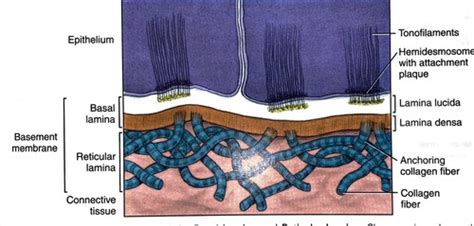 Basal Lamina Vs Basement Membrane