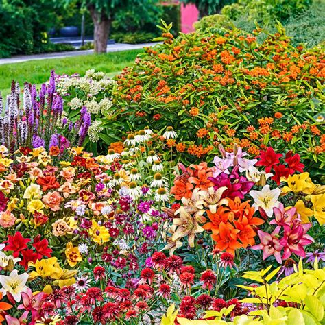 Butterfly Garden Kit: 30 Perennials from Gurney's