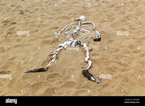 Sea lion skeleton hi-res stock photography and images - Alamy