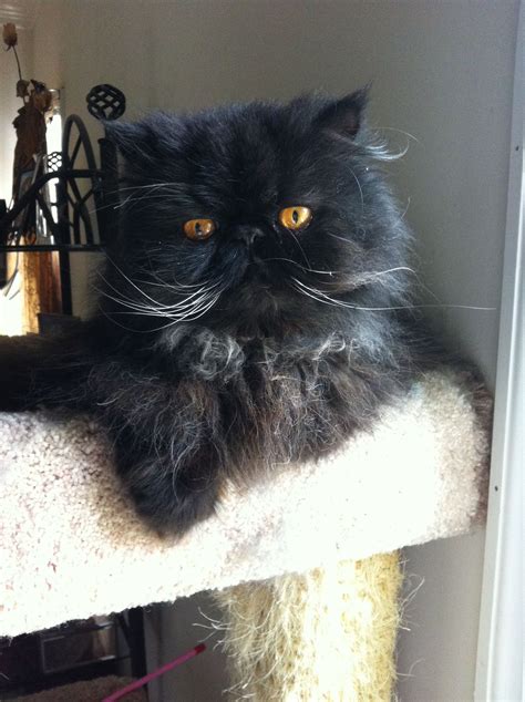 Black Persian Cat Long Hair - Dogs And Cats Wallpaper