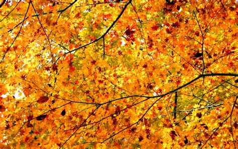 Daily Wallpaper: Autumn Maple Trees | I Like To Waste My Time