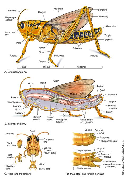 Insect Anatomy (Grasshopper) | Carlson Stock Art