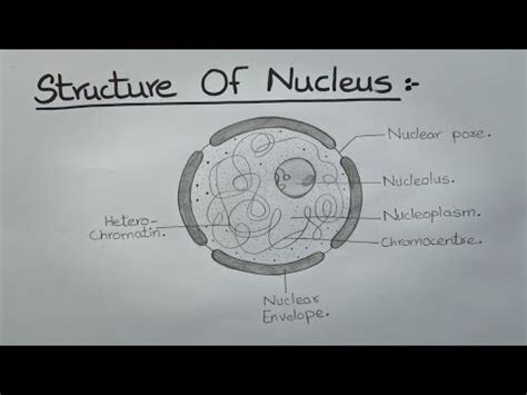 How to Draw Nucleus l Labelled Diagram l Structure of Nucleus l ES art & craft - YouTube