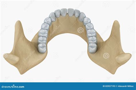 Lower Jaw Skeleton and Teeth Anatomy Stock Illustration - Illustration of skeleton, model: 83937193