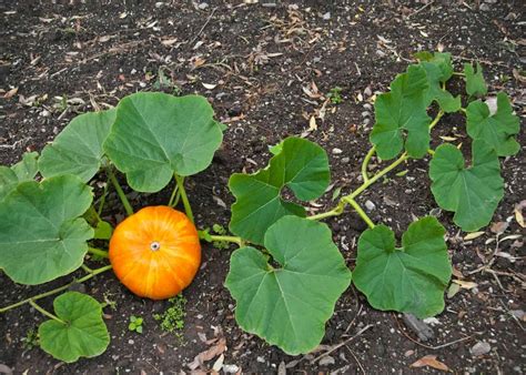 How many pumpkins per plant? 🌿 🎃 Expectations and maximizing yields