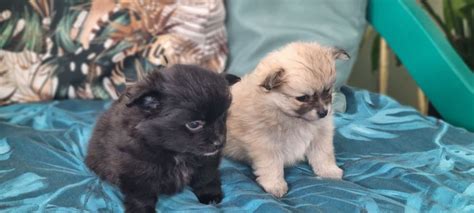 2 Female Pomchi puppies for sale | UKPets