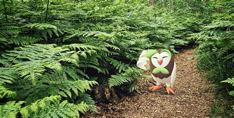 Dartrix Raid Guide | Pokémon GO Hub