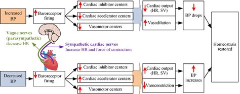 Relationship between BP and baroreceptor reflex ([39]). | Download ...