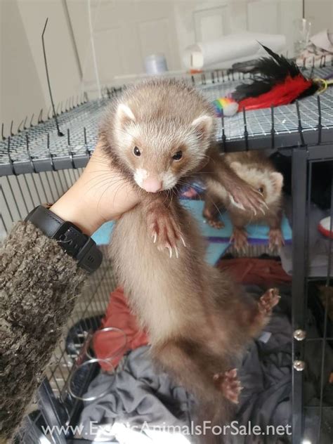 Ferret semi-angora kits and adults WA for Sale