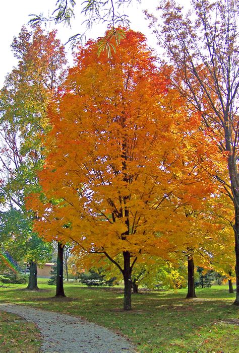 Autumn Maple Tree In Park Free Stock Photo - Public Domain Pictures