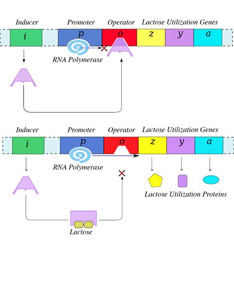 Prokaryotic Gene Regulation | Biology for Non-Majors I