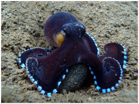 PADI - Timeline Photos | Facebook | Octopus, Ocean creatures, Sea animals