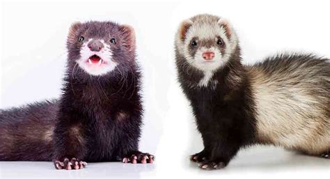 Mink vs Ferret - A Closer Look At The Differences And Similarities