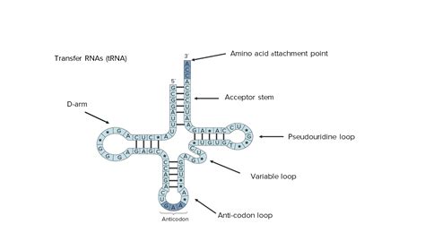 RNA Types and Structure | Concise Medical Knowledge