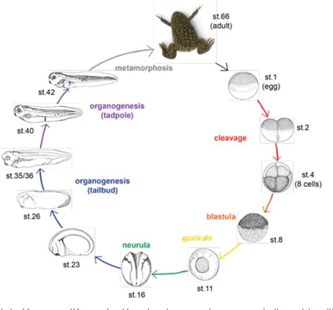 Xenopus Laevis Life Cycle