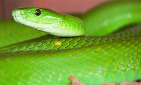 Green Mamba Snake Bite