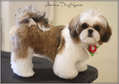 Shih tzu haircuts, Shih tzu puppy, Shih tzu grooming