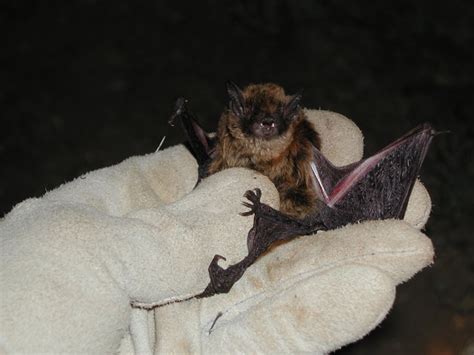 ADW: Myotis volans: INFORMATION