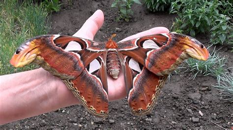 Luna Moth Atlas Moth - Atlas Moth (Atticus Atlas) - Once the atlas moth is within catching range ...