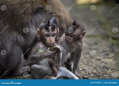 Two small monkeys playing stock image. Image of family - 91218041