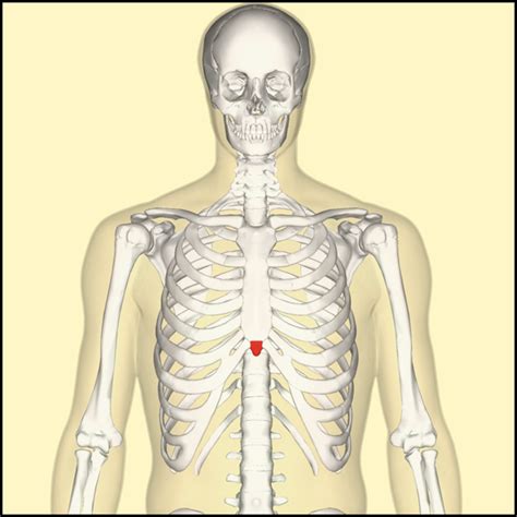 Xiphoid Process Pain: Causes, Symptoms, & Treatments - YouMeMindBody