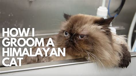 HOW I GROOM A HIMALAYAN CAT – HousePetsCare.com