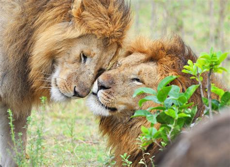 African Lion Facts: Habitat, Diet, Behavior