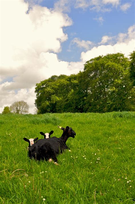 Low Cost Grazing Irish Farming Future? | zwartblesireland.com