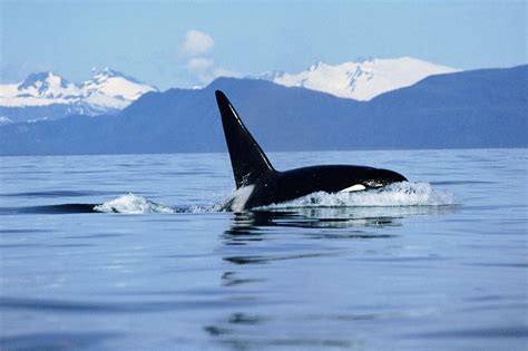 Killer Whales Wallpapers - Wallpaper Cave