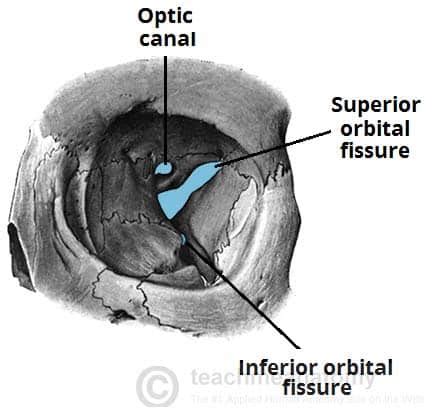 The Bony Orbit - Borders - Contents - Fractures - TeachMeAnatomy