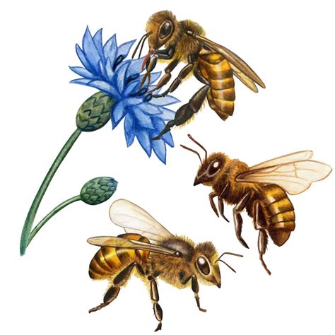 Colección de abejas realistas de acuarela | Vector Premium