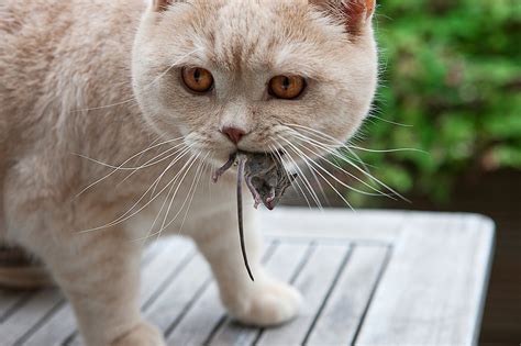 Cat and mouse Free Photo Download | FreeImages