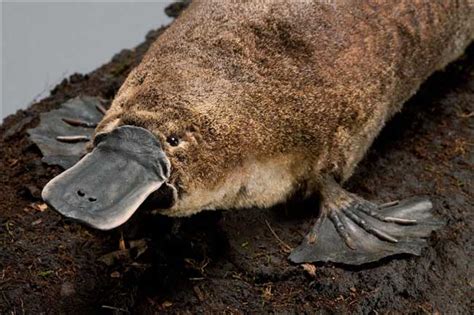 Platypus Facts