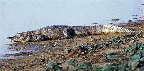 Caiman | Description, Genera, & Facts | Britannica