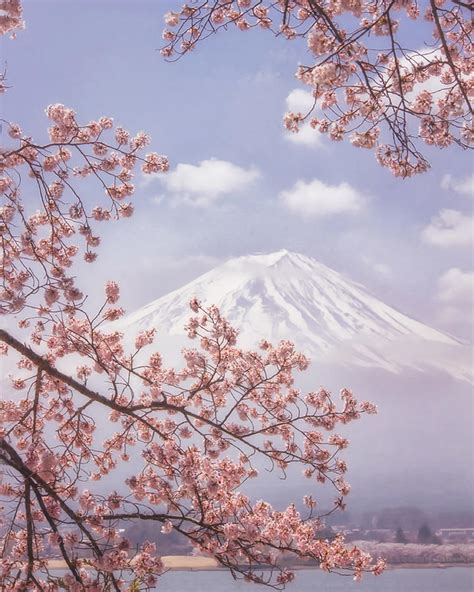 Mt.fuji In The Cherry Blossoms by Makiko Samejima