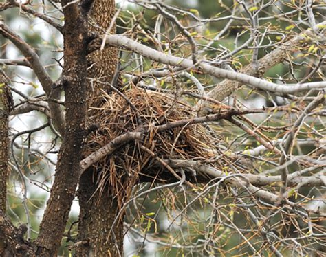 Identifying House Sparrow Eggs - Daily Birder