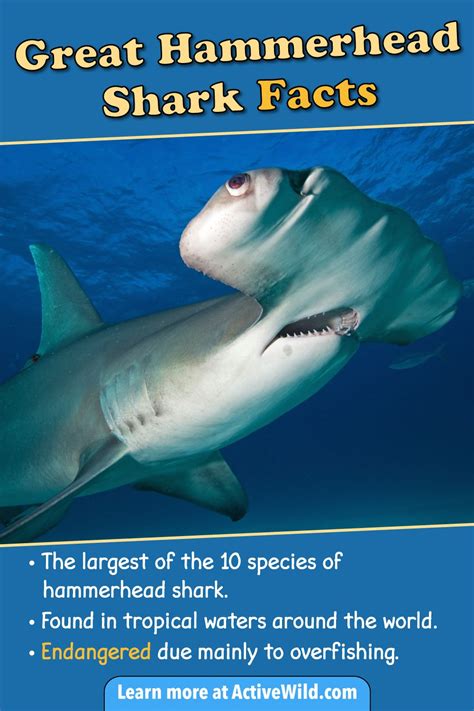 Great Hammerhead Shark Facts, Pictures & Video. Discover An Incredible Endangered Shark | Shark ...