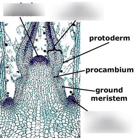 Shoot apical meristem diagram Diagram | Quizlet