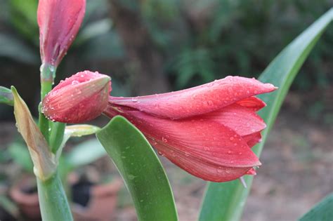 How to Propagate Amaryllis from Bulb (Offset Daughter Bulbs) - Gardenisms