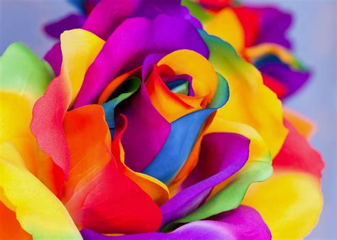 Rainbow Rose Wallpapers